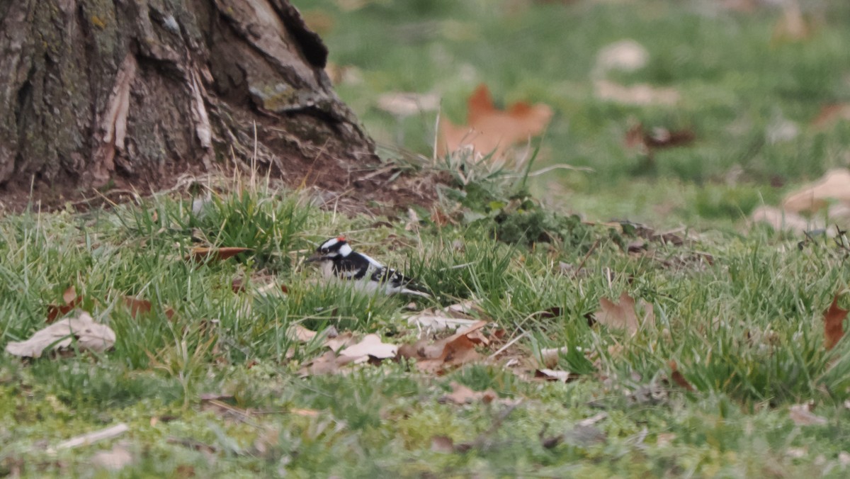 Downy Woodpecker - Mike Grant