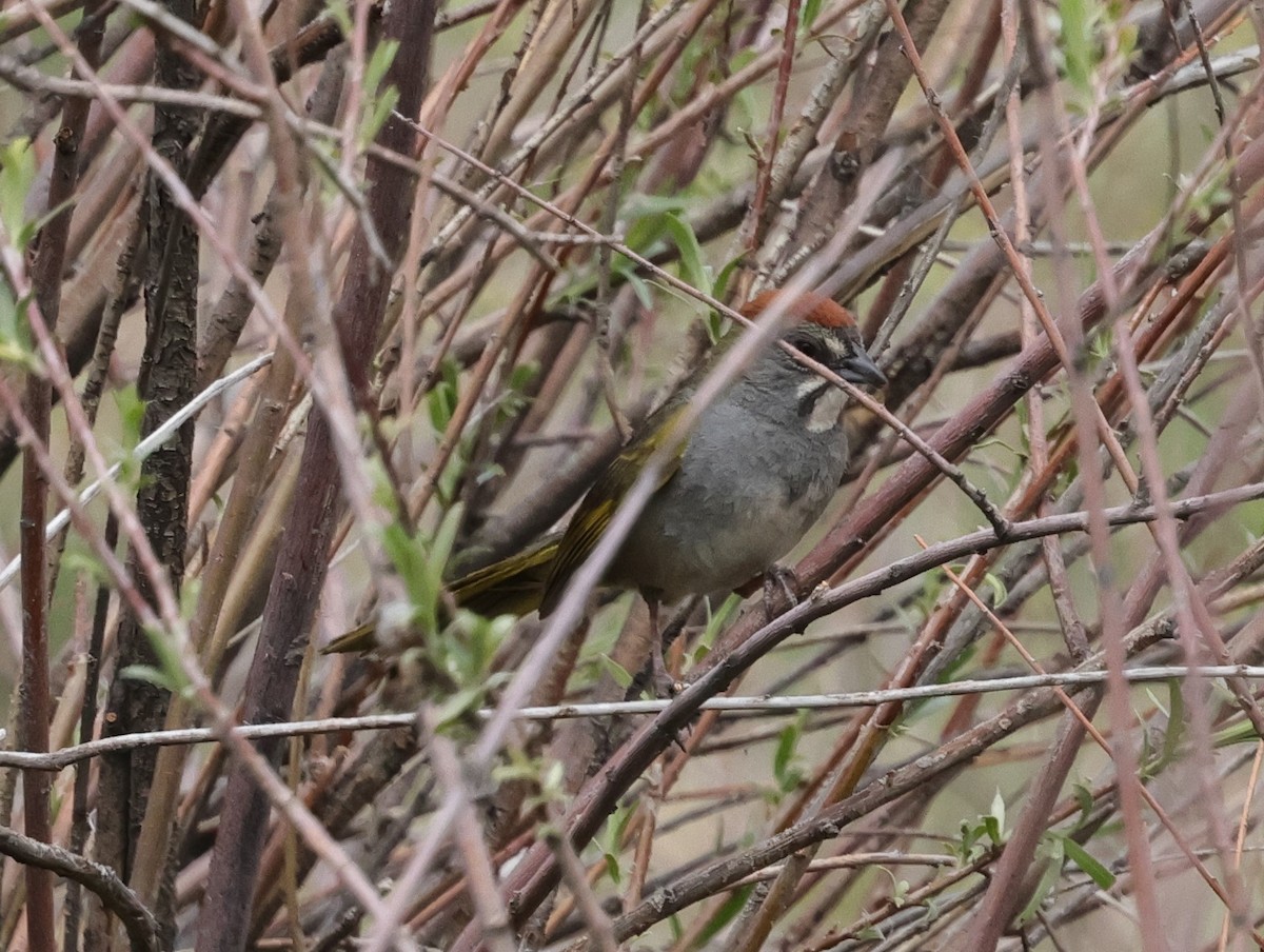 Green-tailed Towhee - Chris Gilbert