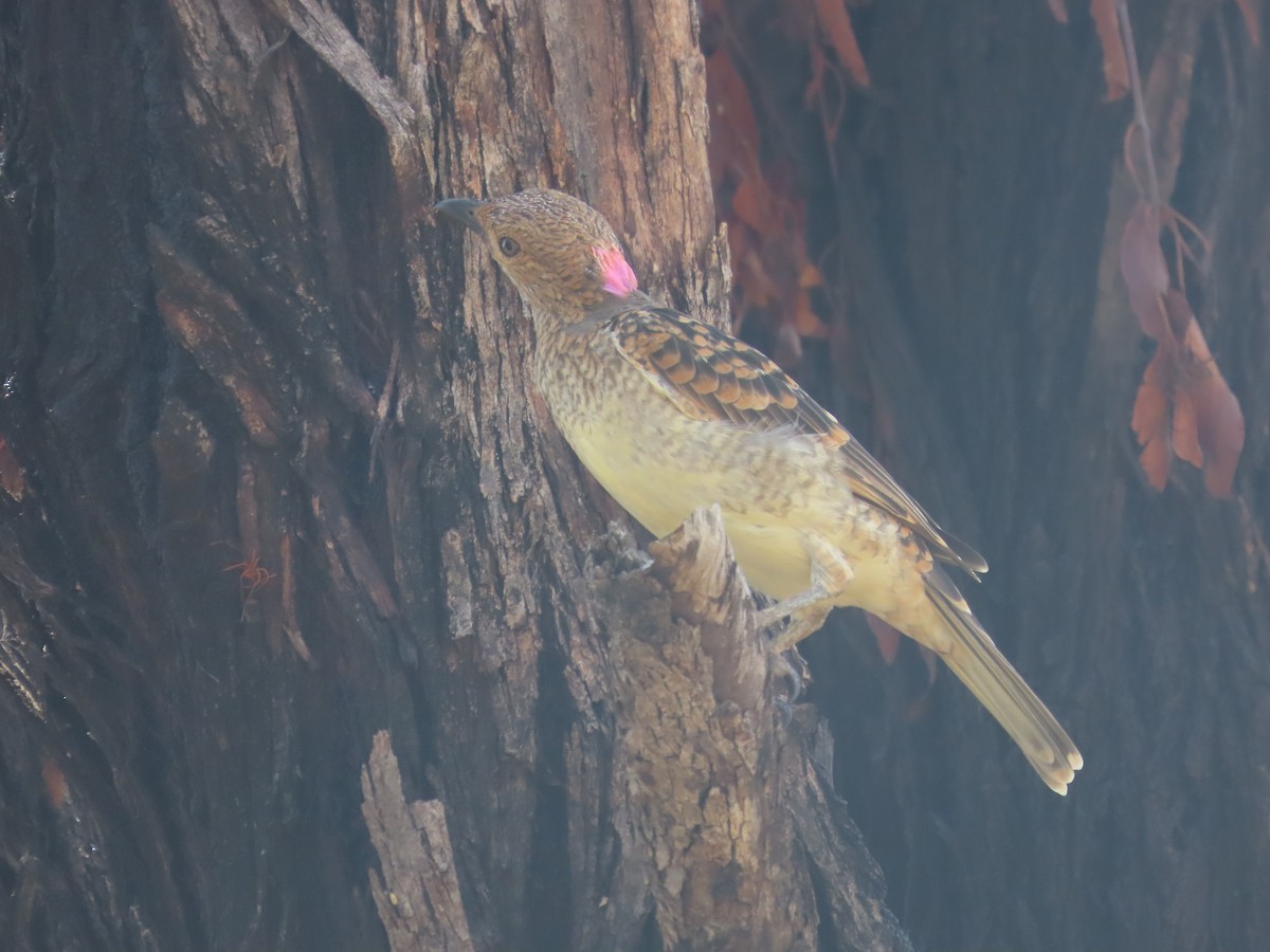 Spotted Bowerbird - Scott and Jenny Pascoe