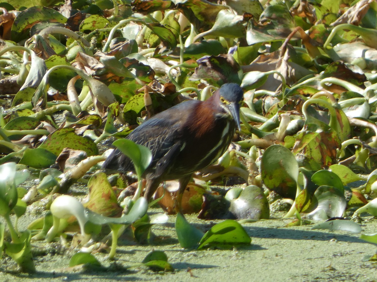 Green Heron - Cecelia Dumois