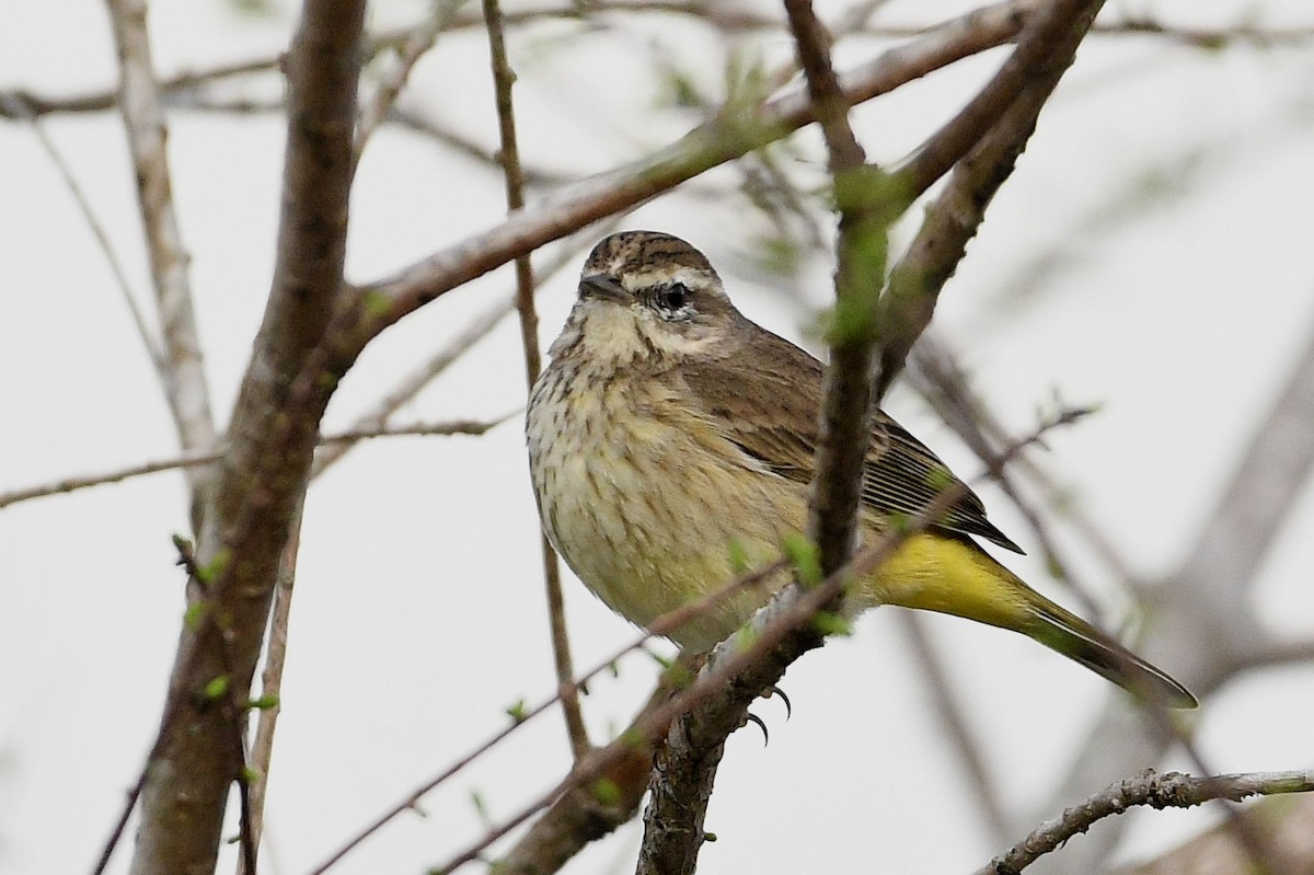 Palm Warbler - ML619551077