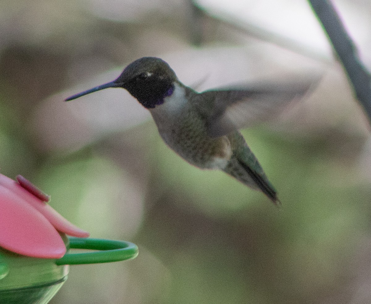 Black-chinned Hummingbird - G Stacks