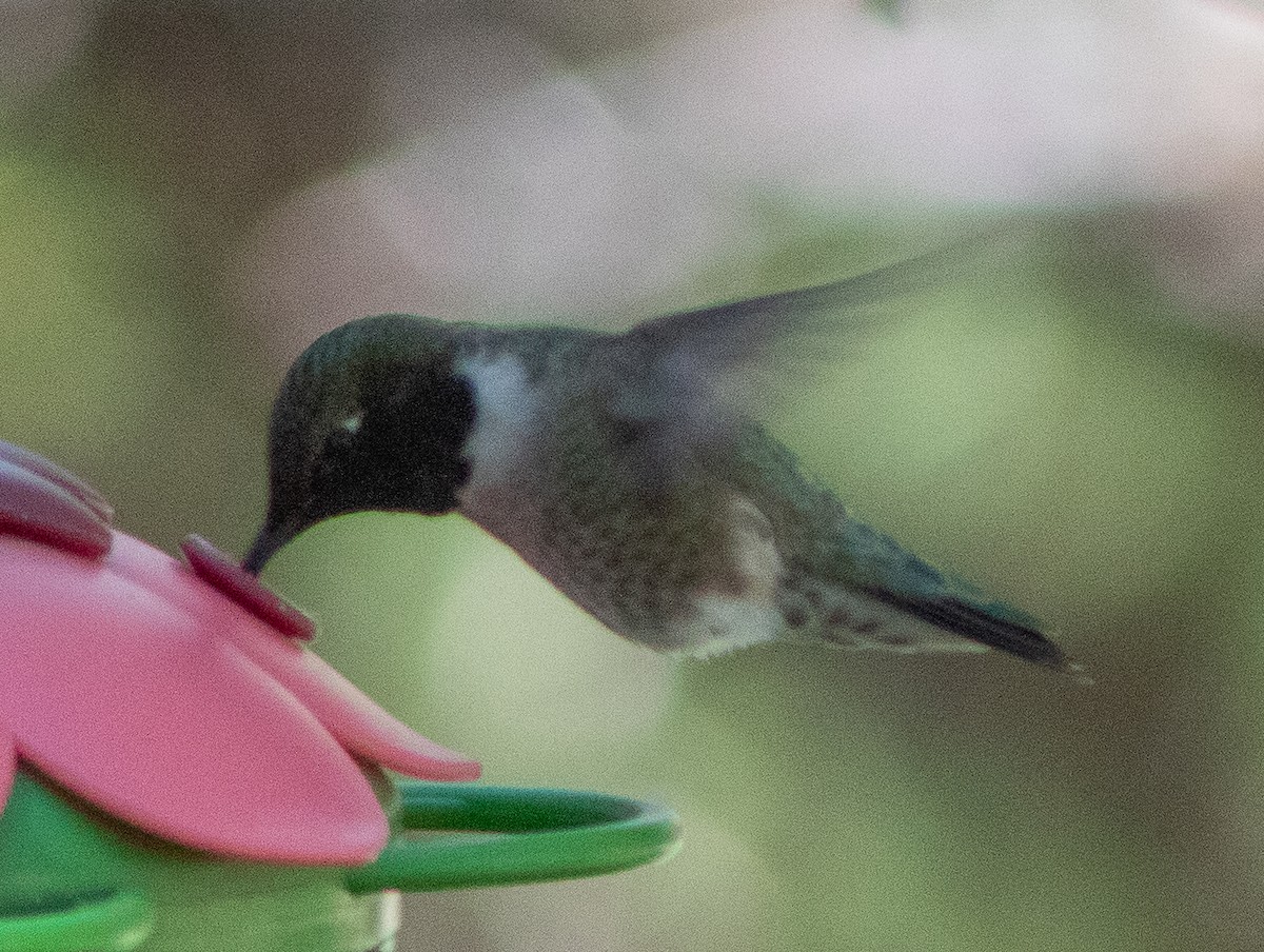 Black-chinned Hummingbird - G Stacks