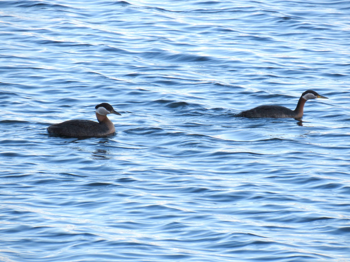 Red-necked Grebe - Rajas Sambhare