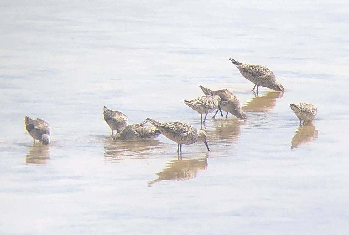 Short-billed Dowitcher - Mara Flynn