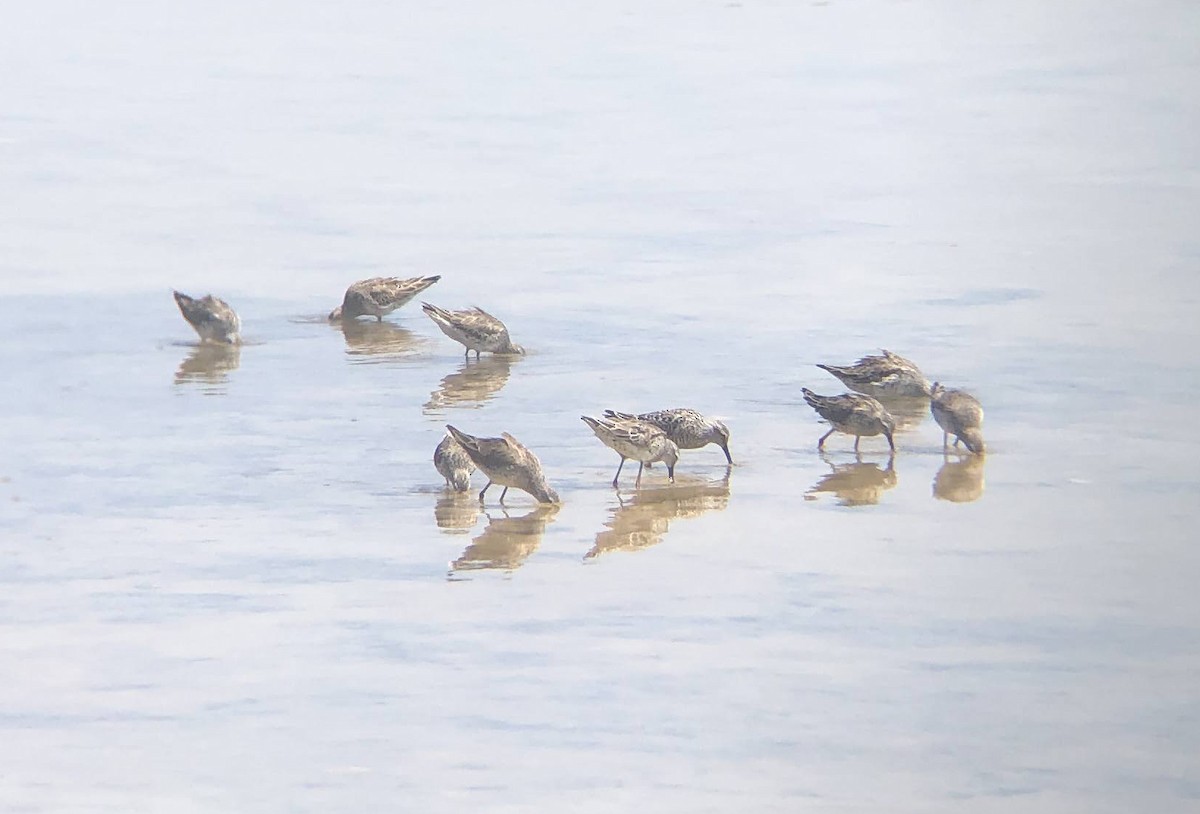 Short-billed Dowitcher - Mara Flynn