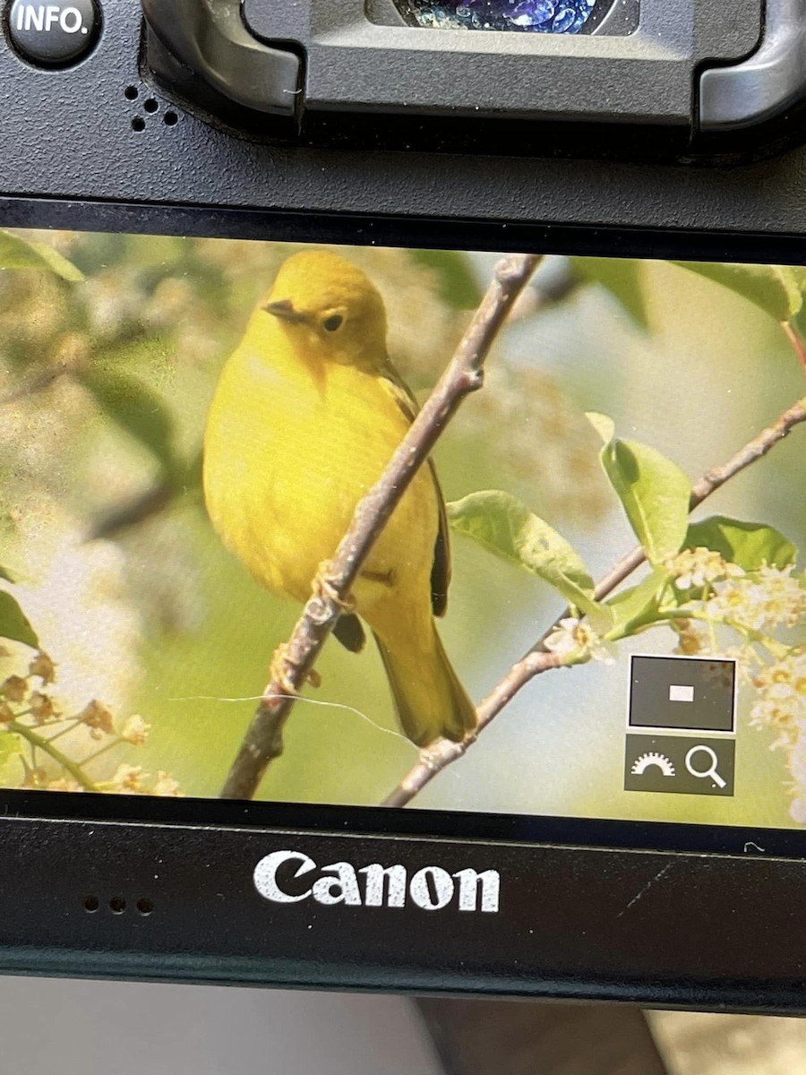 Yellow Warbler - Marion Paulson