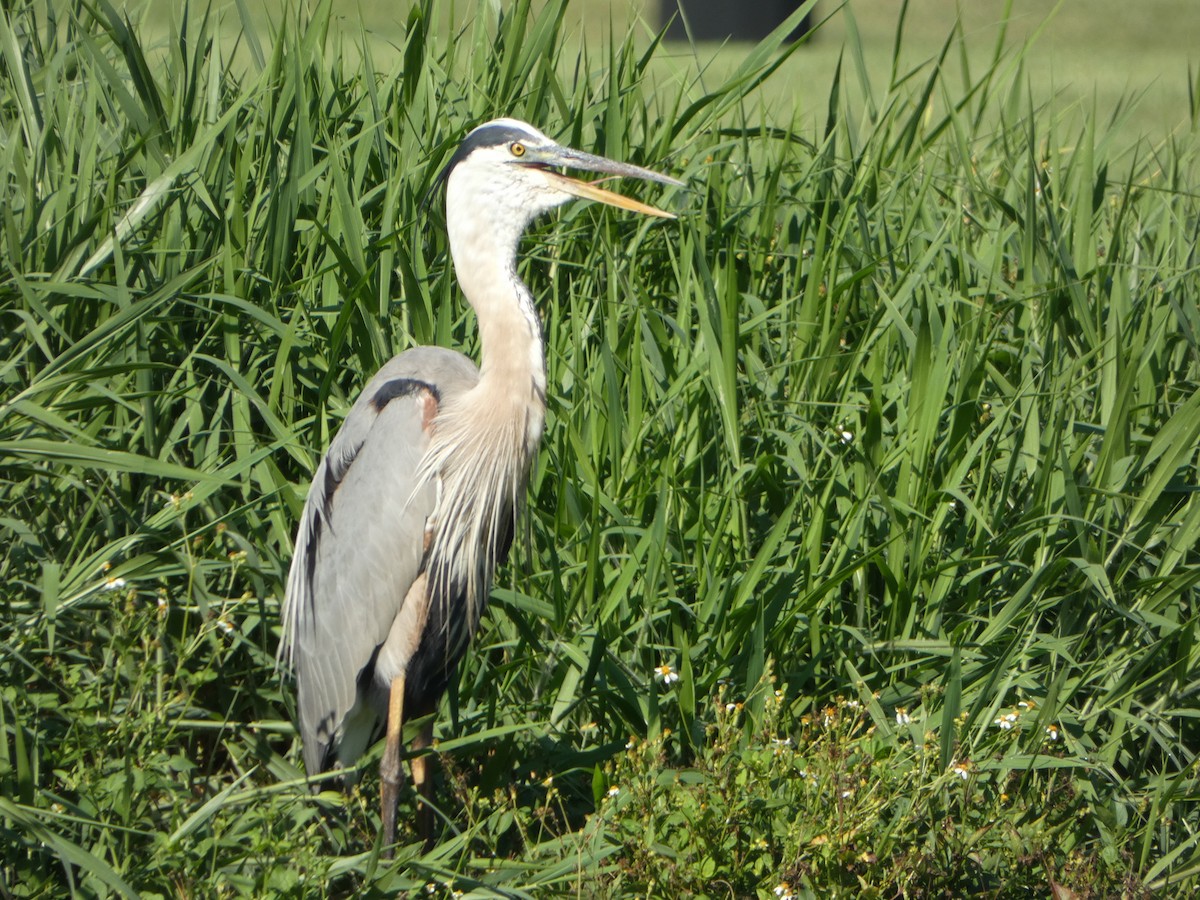 Garza Azulada - ML619551090