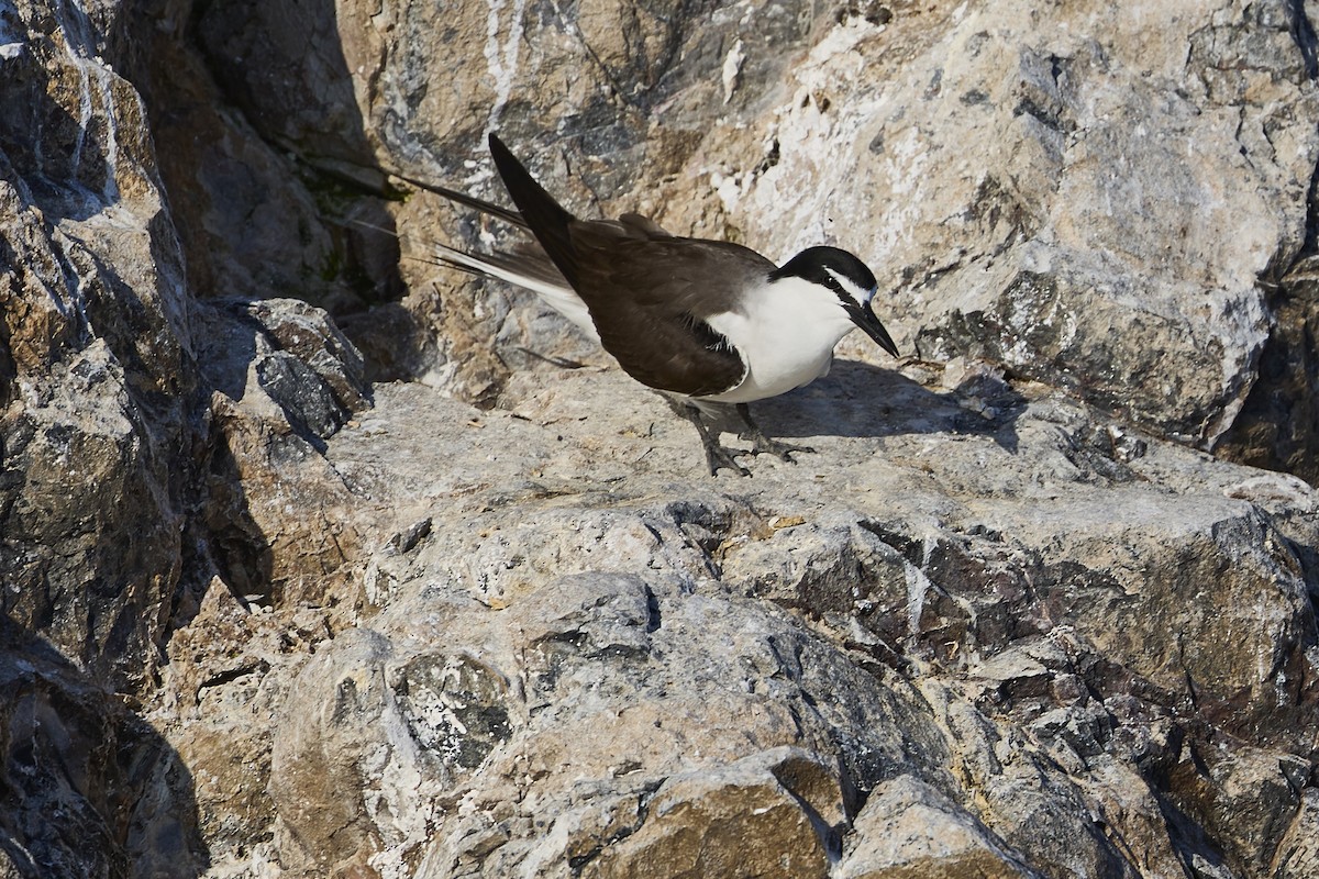 Bridled Tern - ML619551092