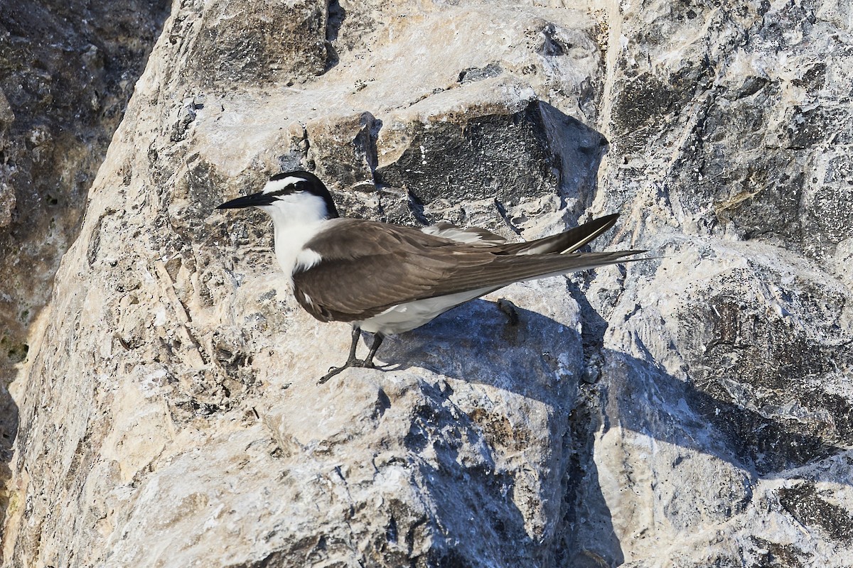 Bridled Tern - Mark Stackhouse