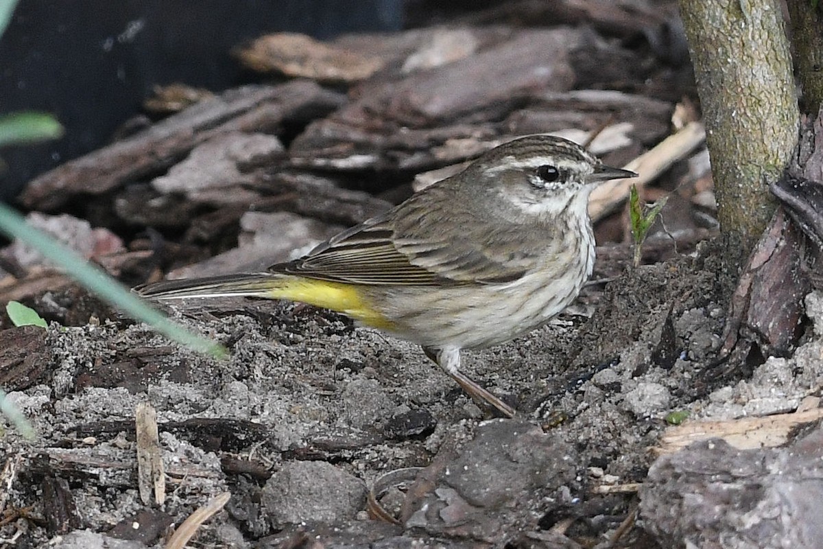 Palm Warbler - ML619551098