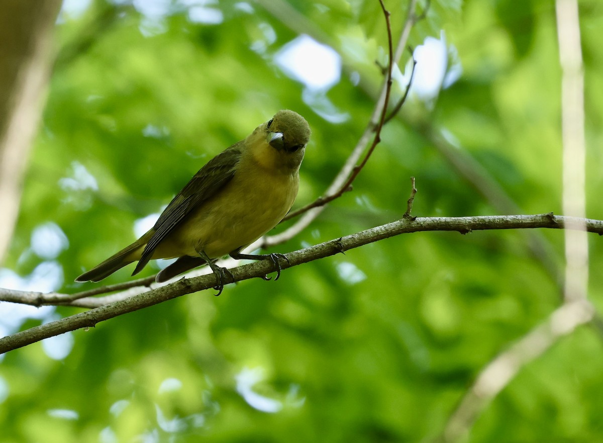 Scarlet Tanager - Grace Simms  🐦‍⬛