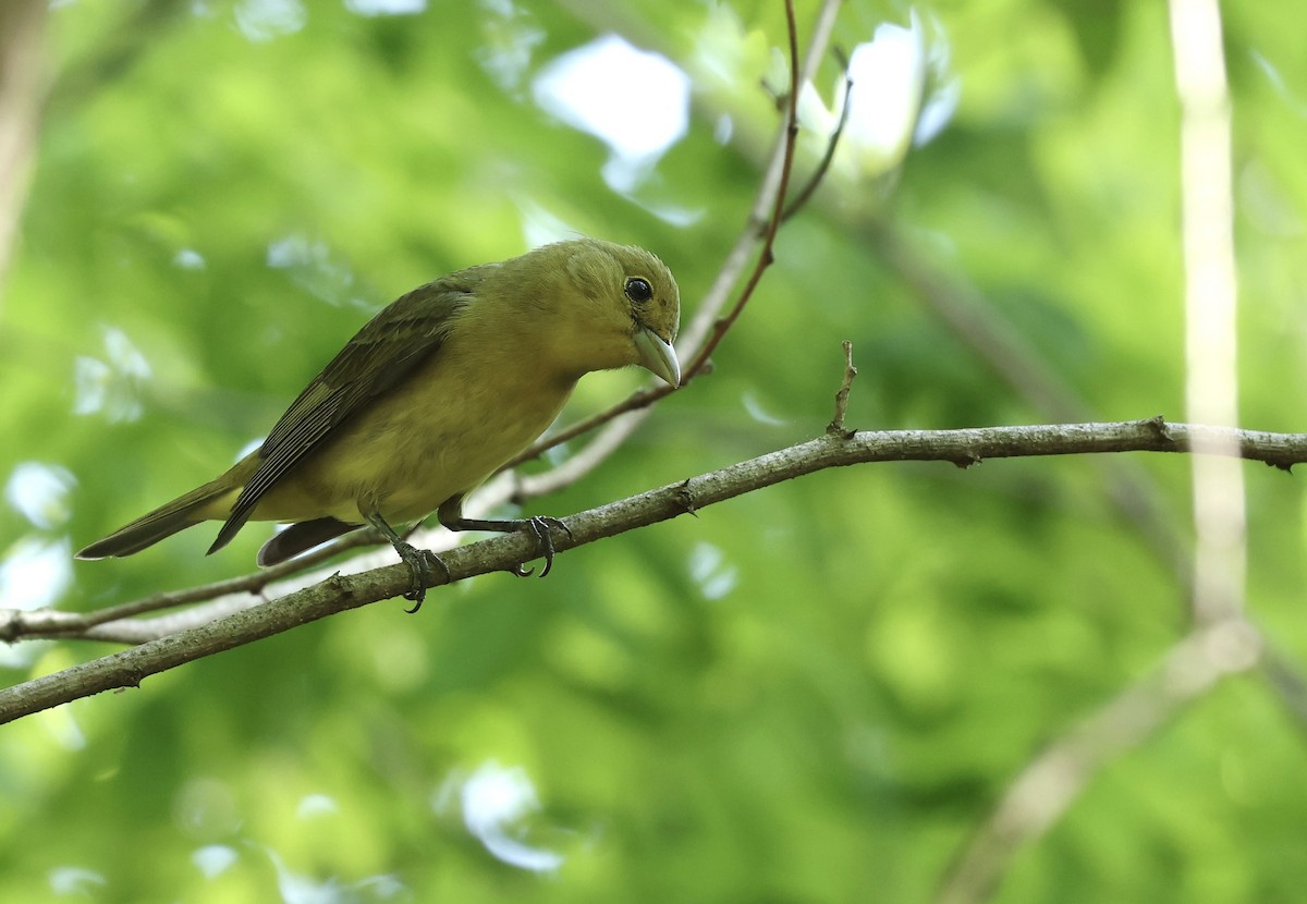 Scarlet Tanager - Grace Simms  🐦‍⬛