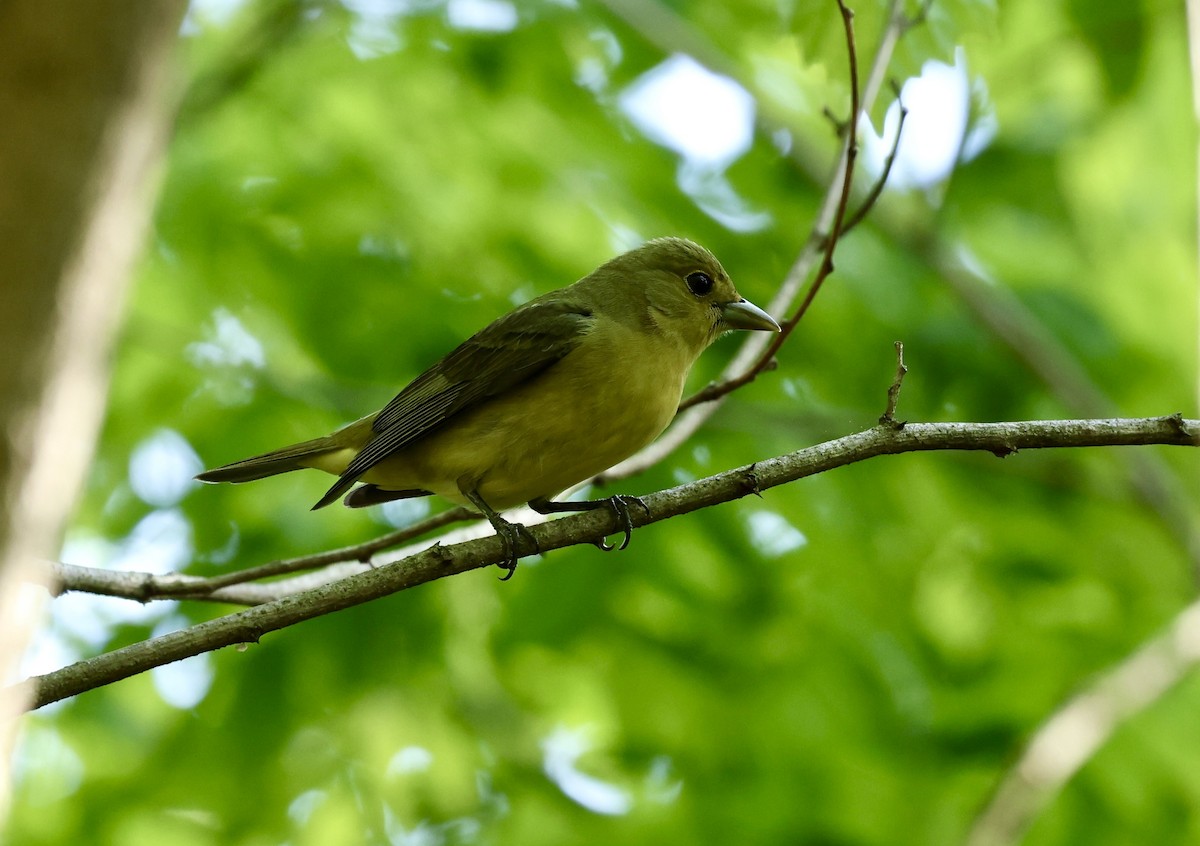 Scarlet Tanager - Grace Simms  🐦‍⬛