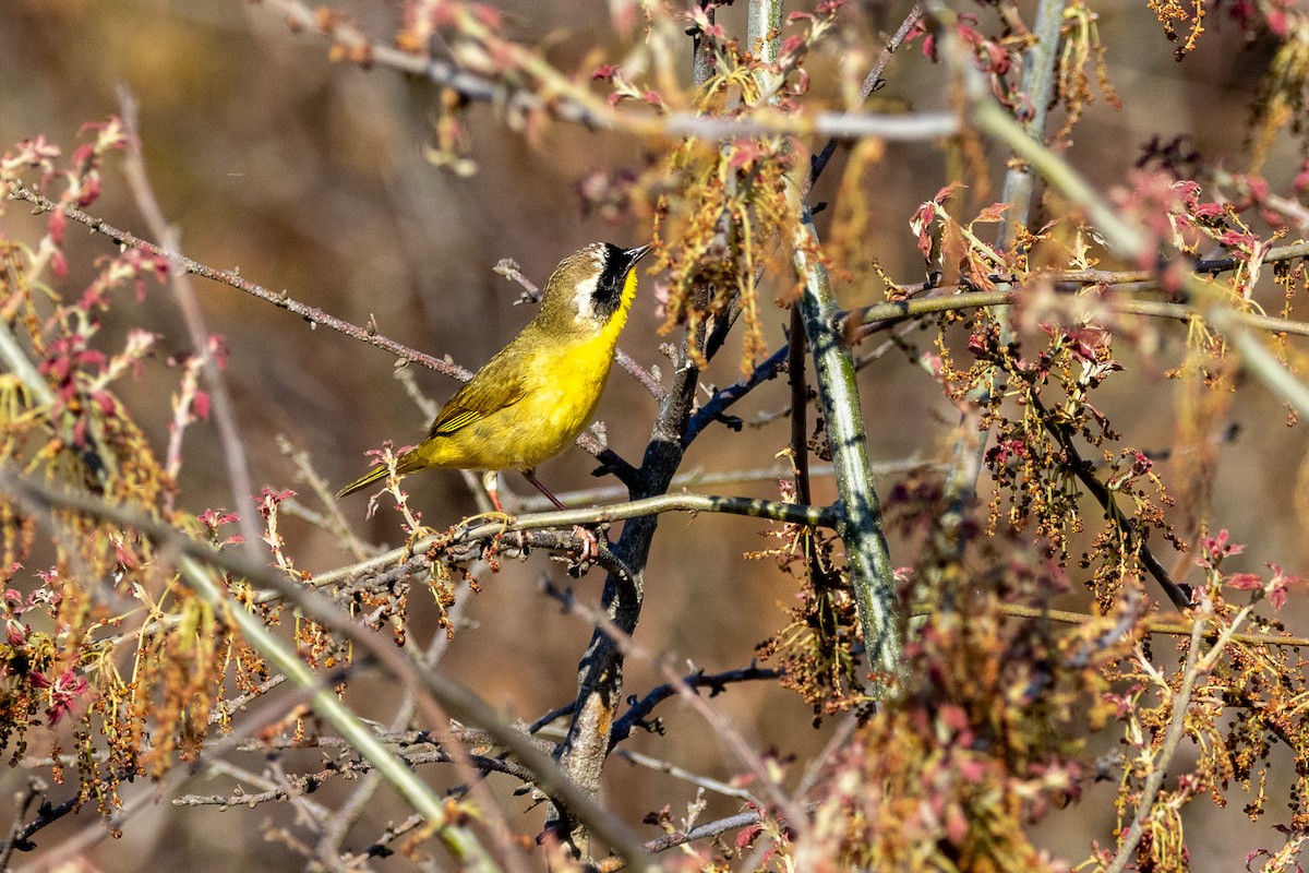 Common Yellowthroat - Chris Scott