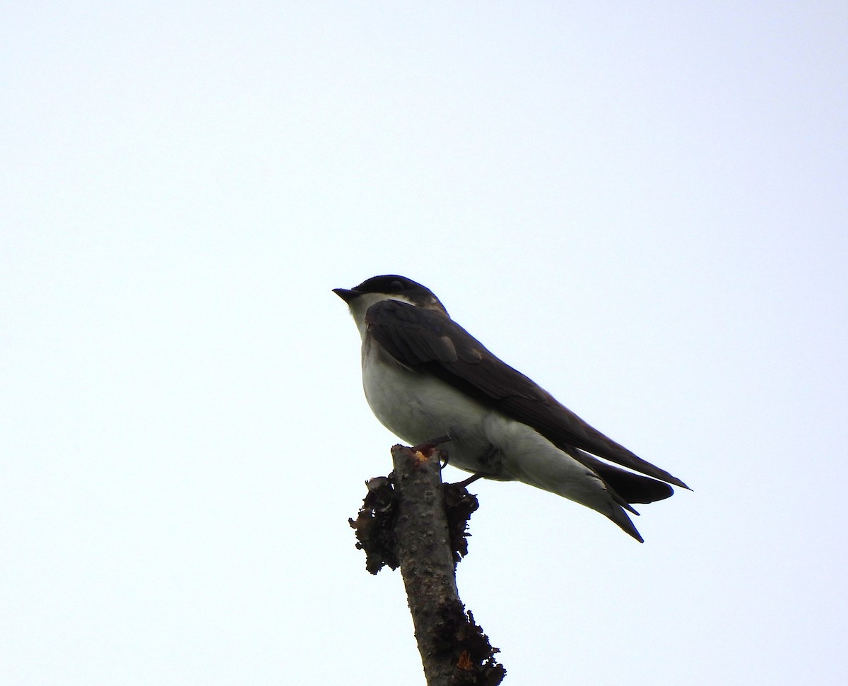 Tree Swallow - Sharon Wilcox