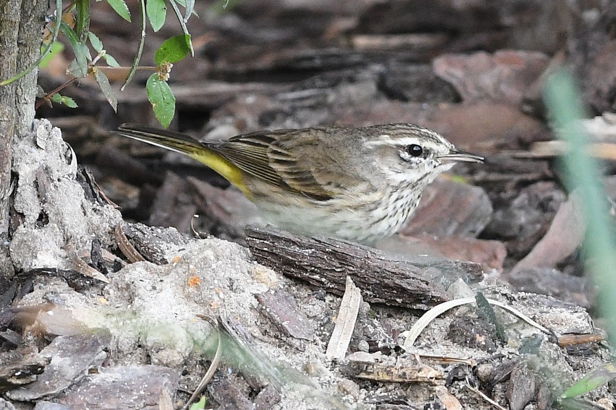 Palm Warbler - ML619551109
