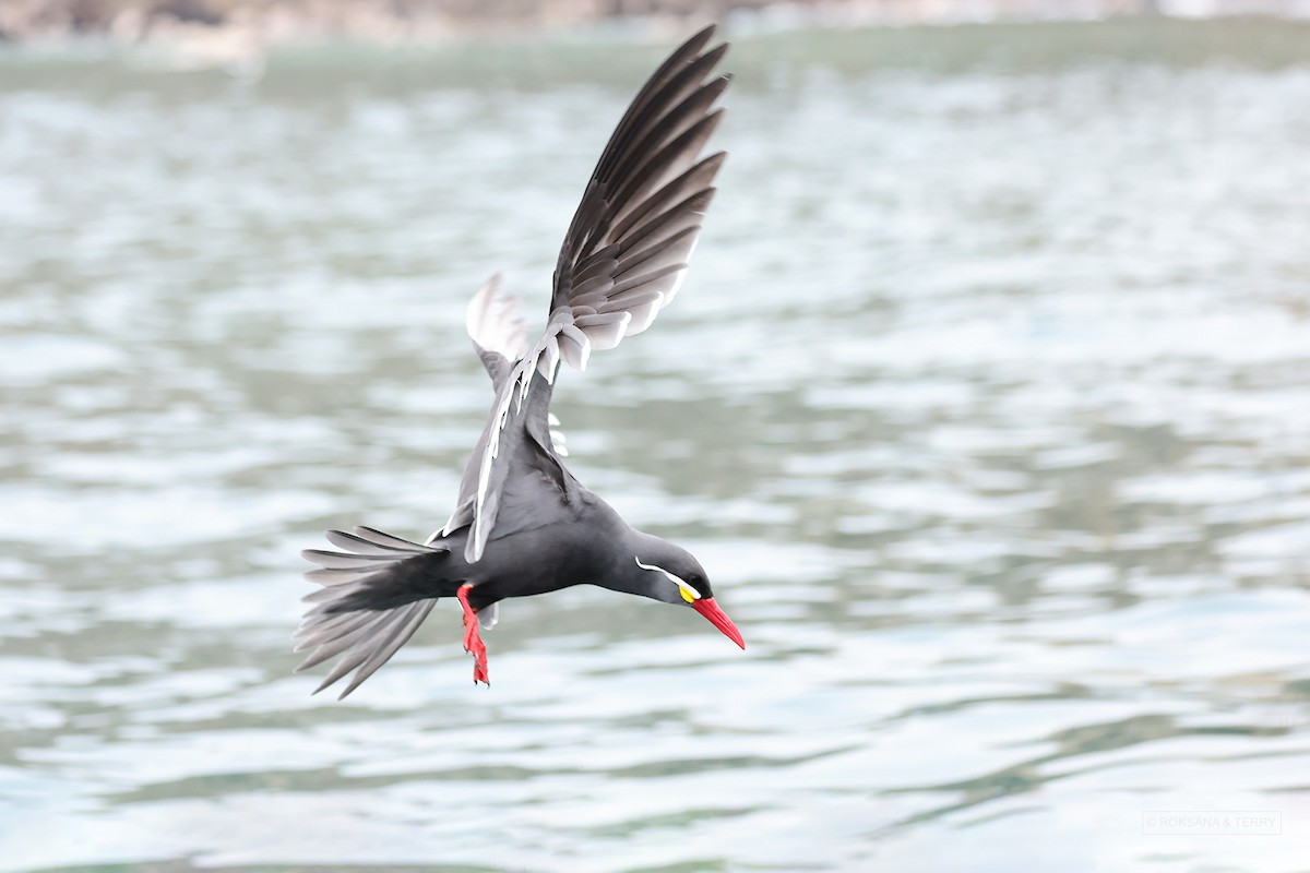 Inca Tern - Roksana and Terry