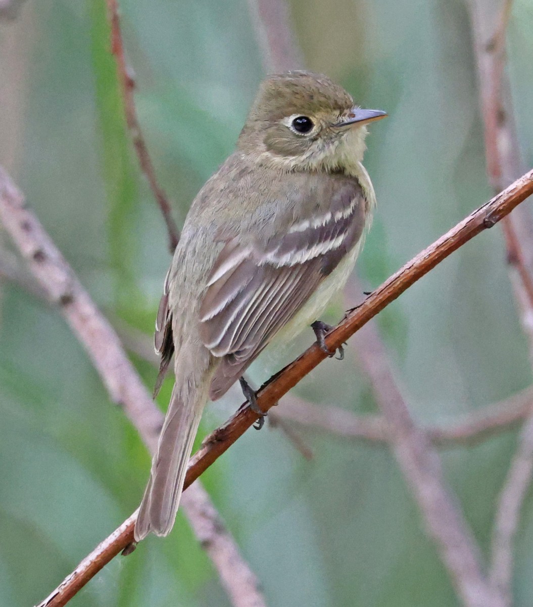 Western Flycatcher - ML619551112