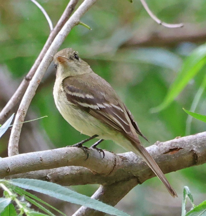 Western Flycatcher - ML619551116