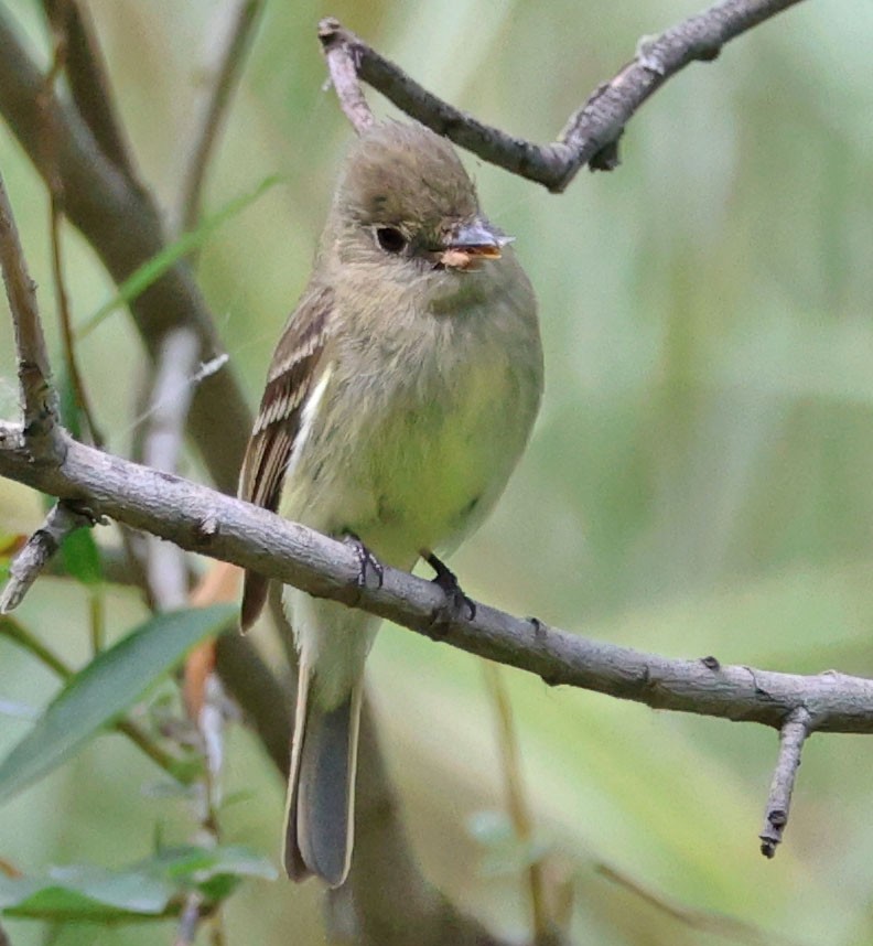 Western Flycatcher - Diane Etchison