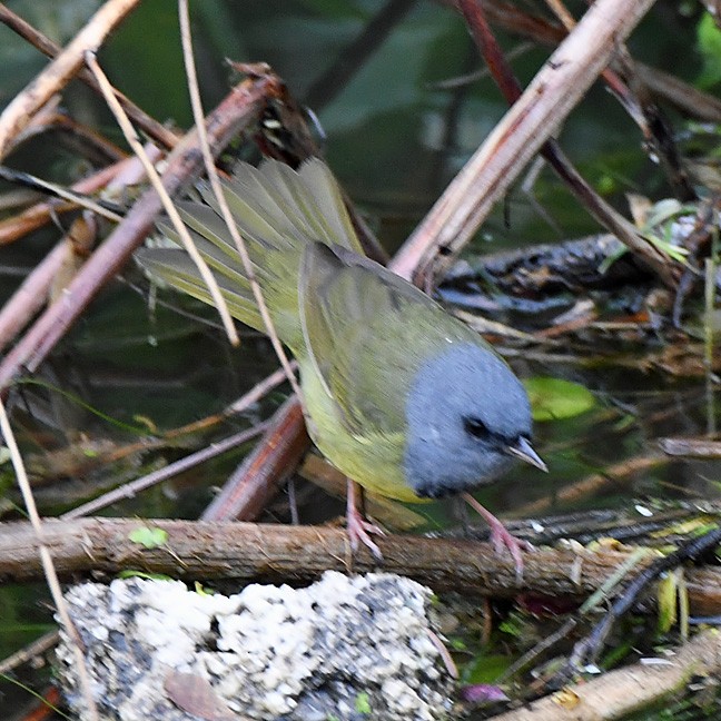 Graukopf-Waldsänger - ML619551119