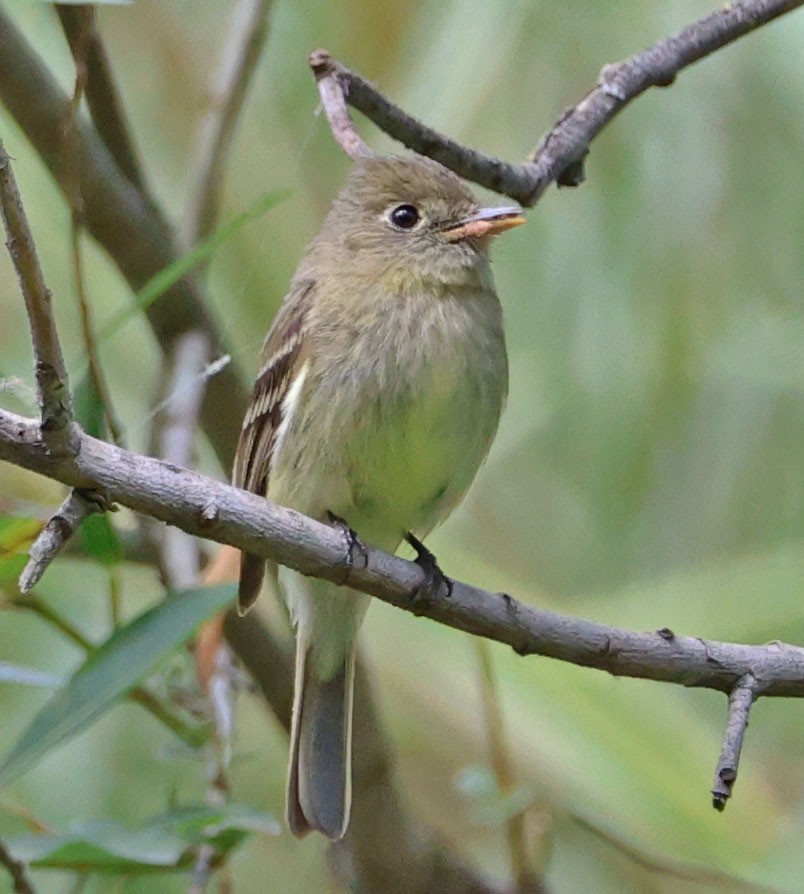 Western Flycatcher - ML619551120