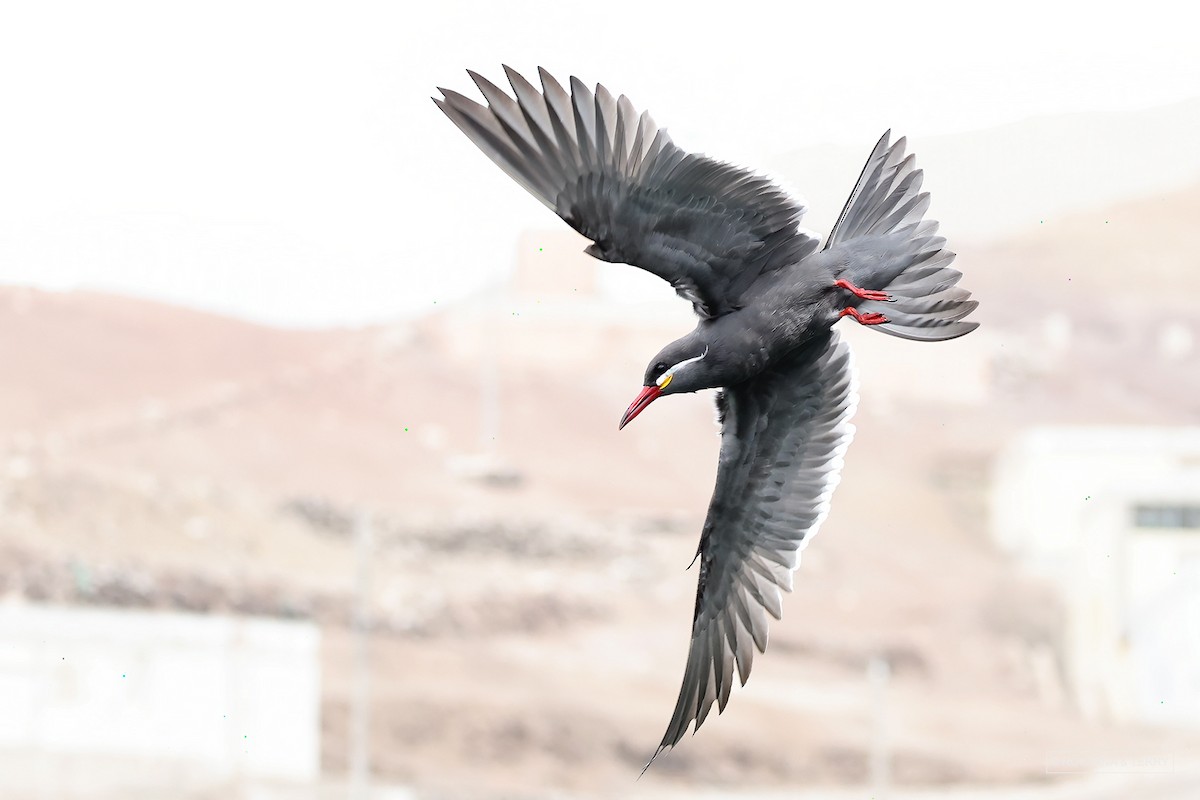 Inca Tern - Roksana and Terry