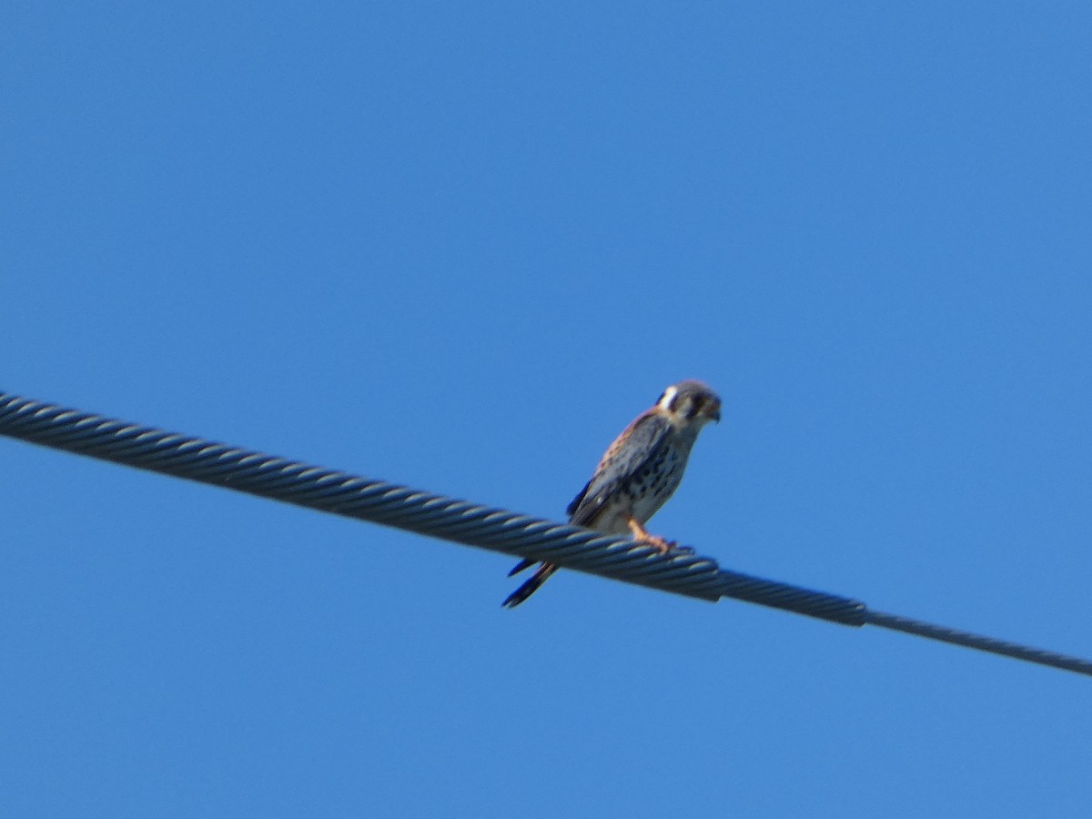 American Kestrel - Cecelia Dumois