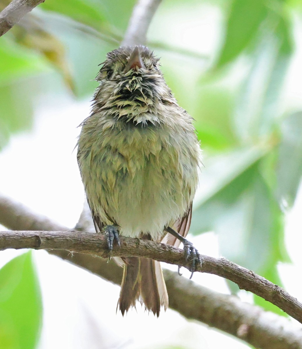 Hutton's Vireo - Diane Etchison