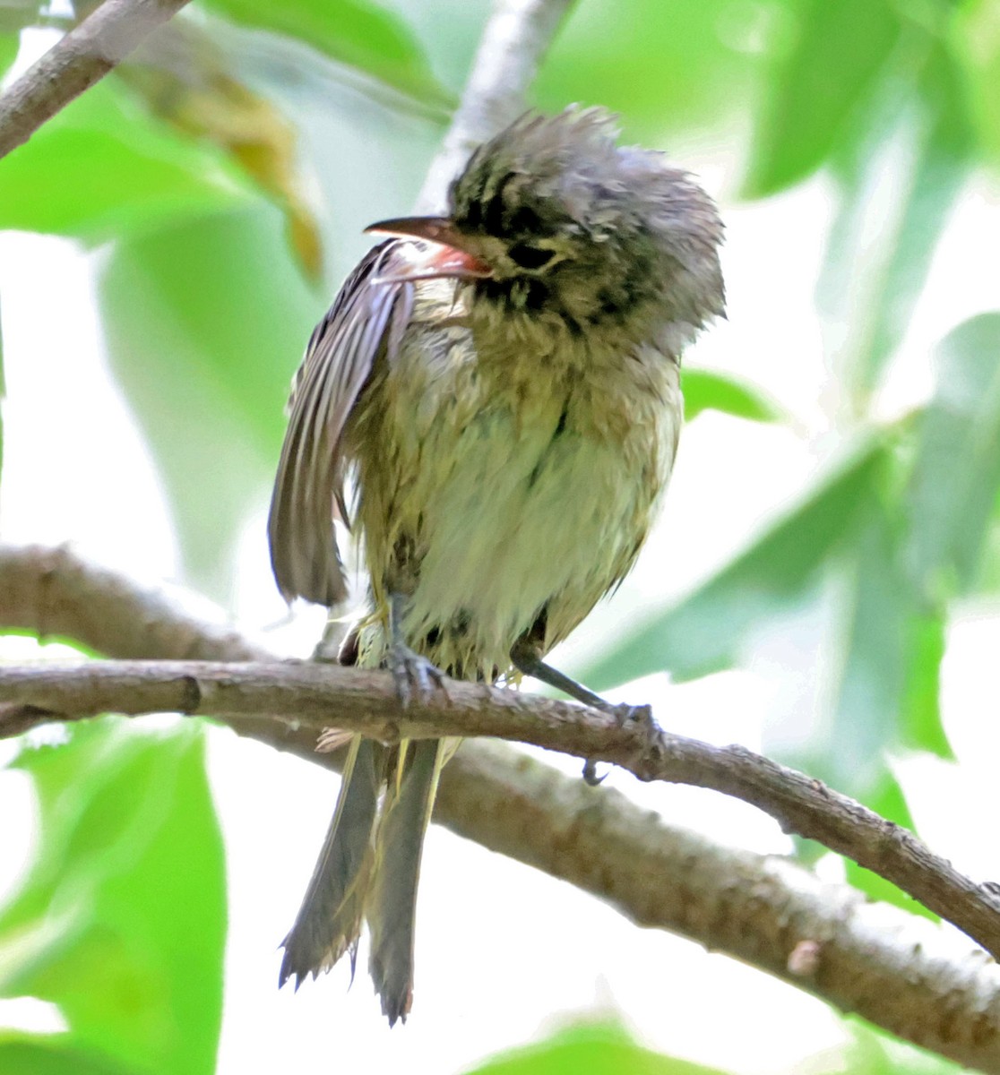 Hutton's Vireo - Diane Etchison