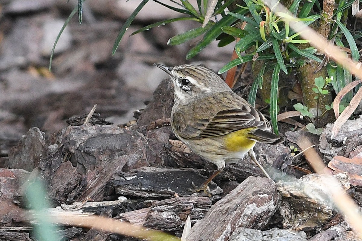 Palm Warbler - Lewis Gray