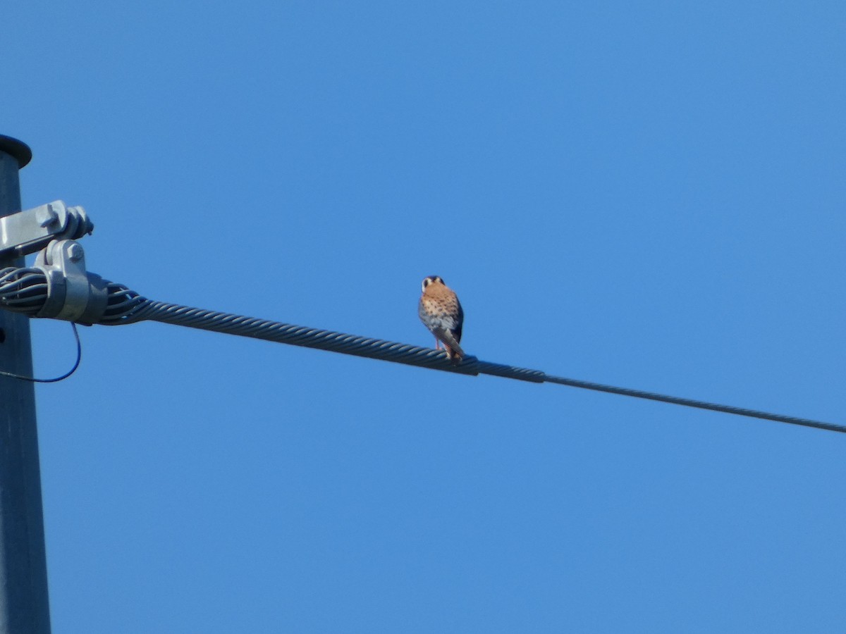 American Kestrel - Cecelia Dumois