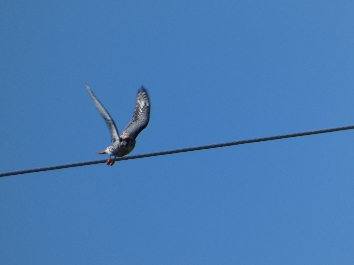 American Kestrel - Cecelia Dumois