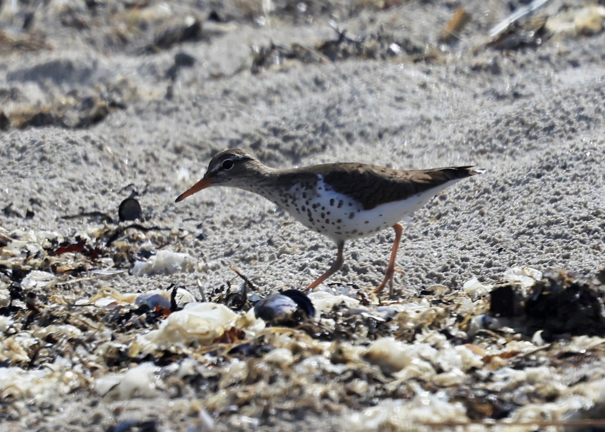 Spotted Sandpiper - Betsy Staples