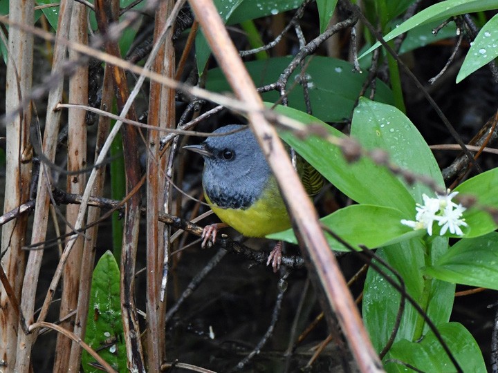 Mourning Warbler - Denny Granstrand