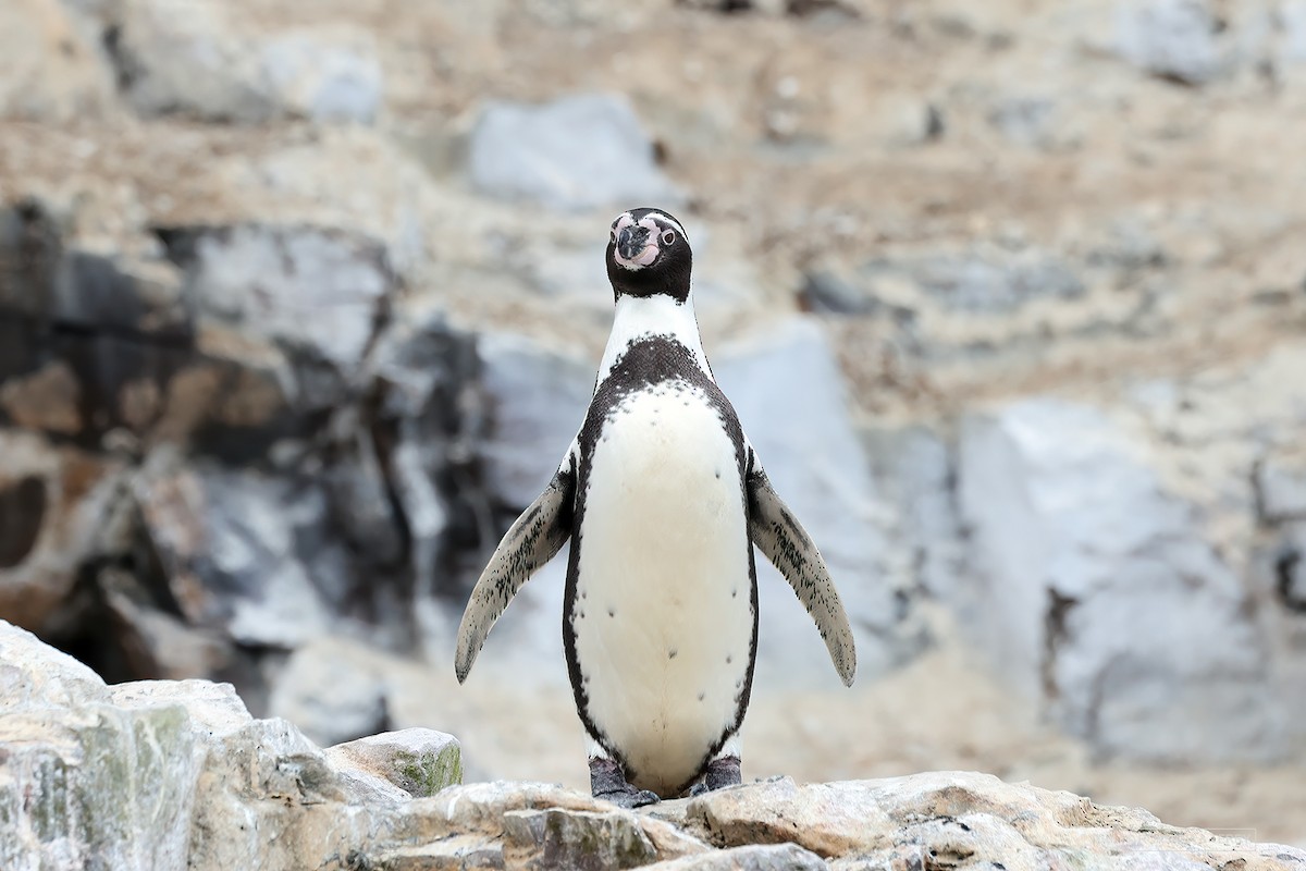 Humboldt Penguin - ML619551135