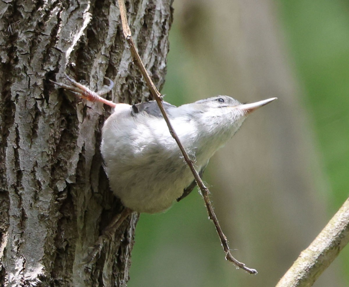 White-breasted Nuthatch - ML619551136