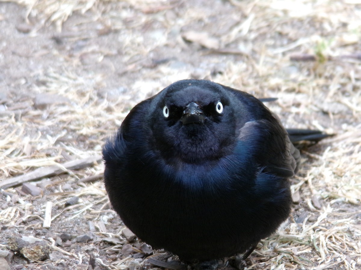 Brewer's Blackbird - ML619551137