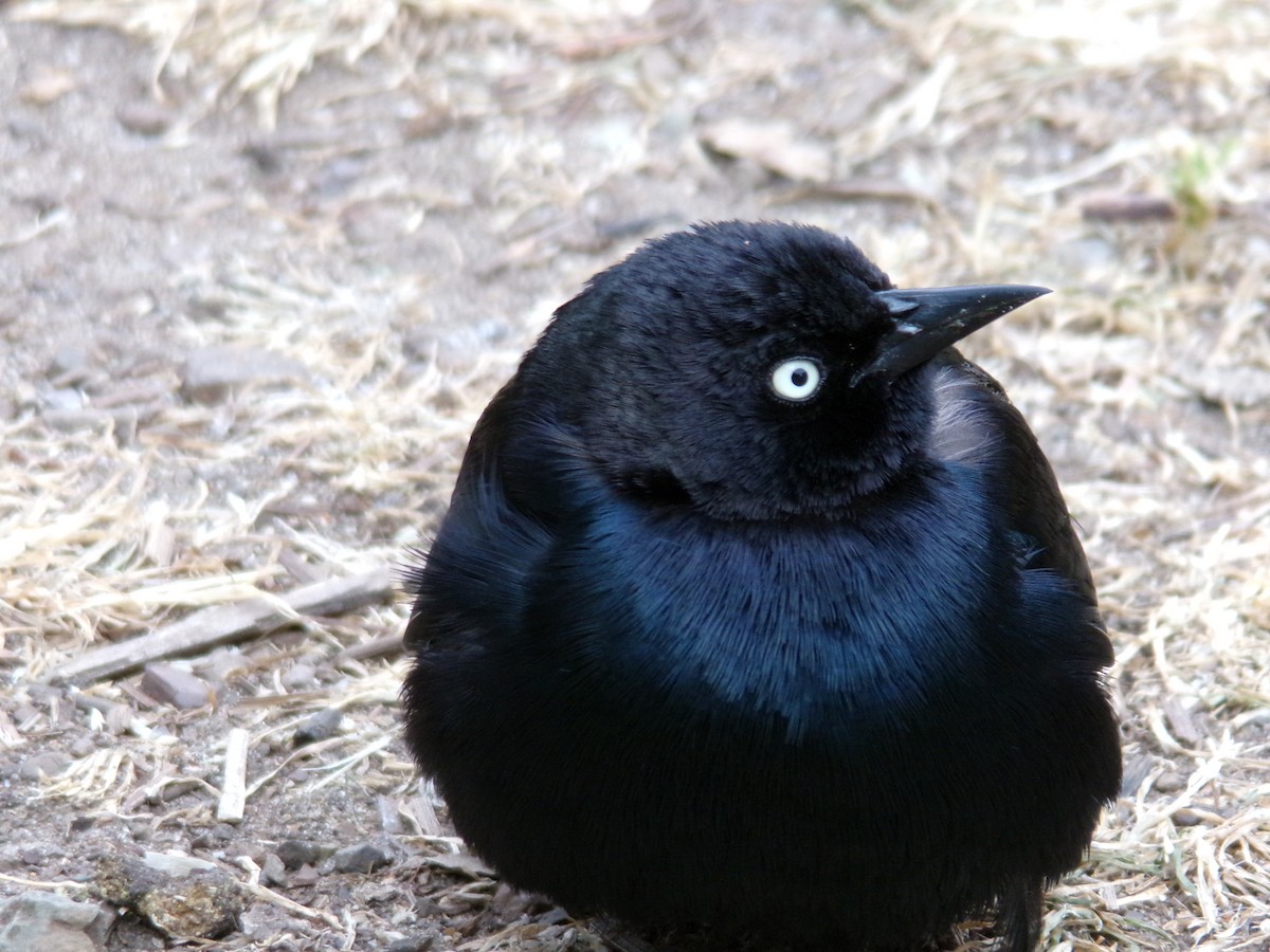 Brewer's Blackbird - ML619551138