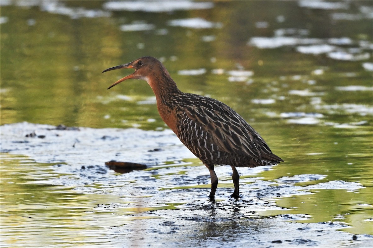 King Rail - Mark Miller