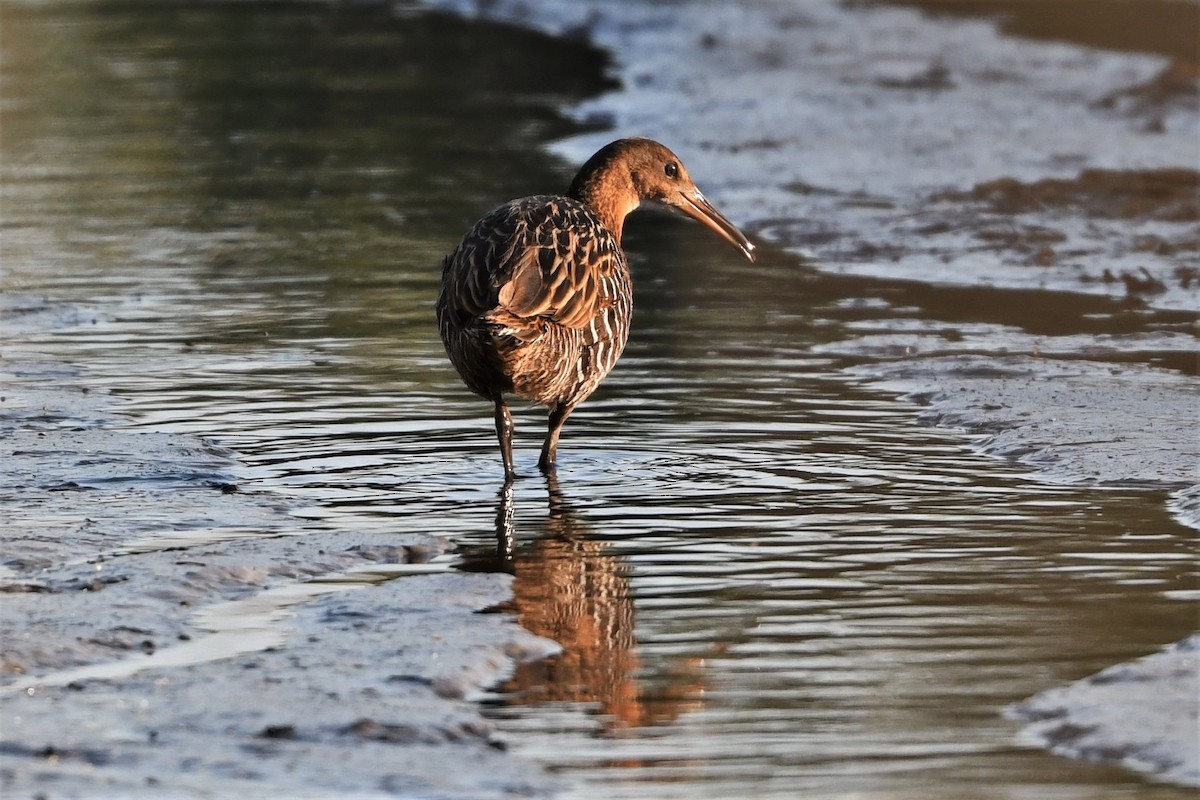 King Rail - Mark Miller