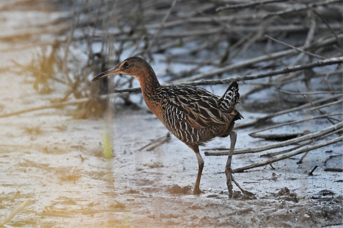 King Rail - Mark Miller