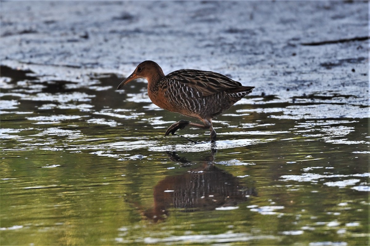 King Rail - Mark Miller