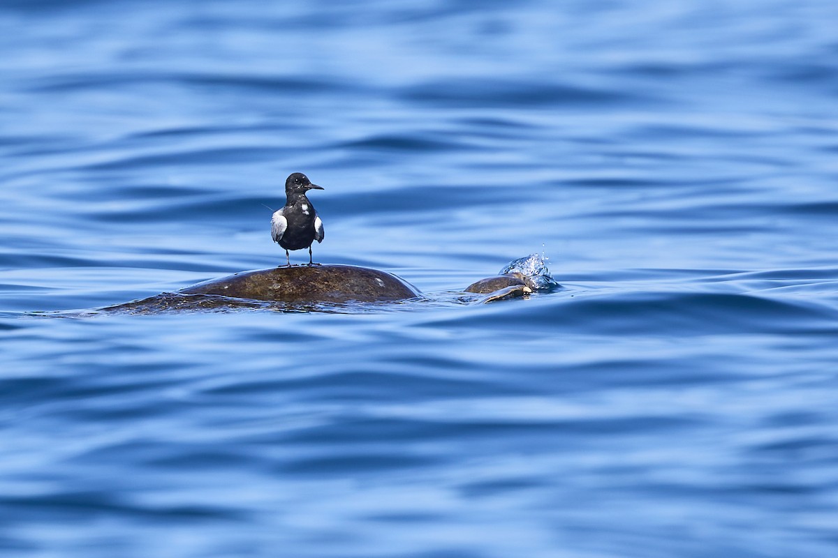 Black Tern - Mark Stackhouse