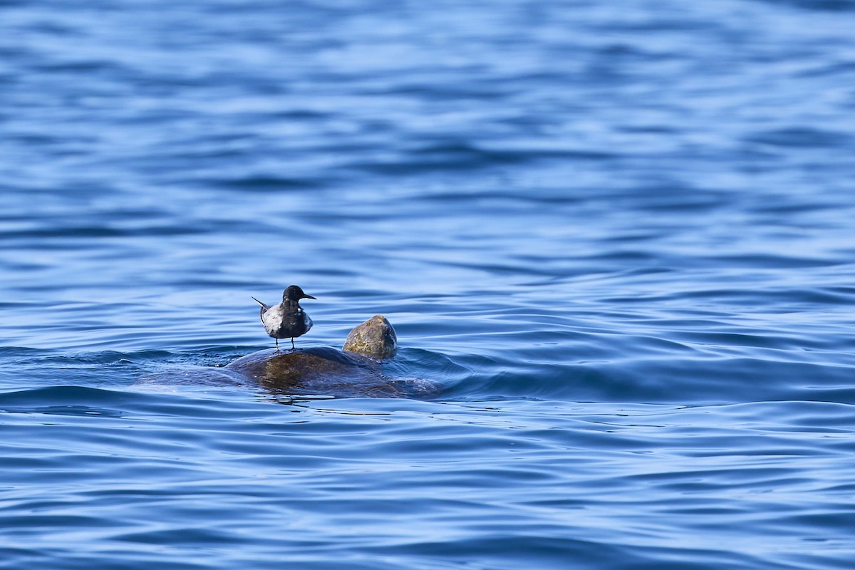 Black Tern - Mark Stackhouse