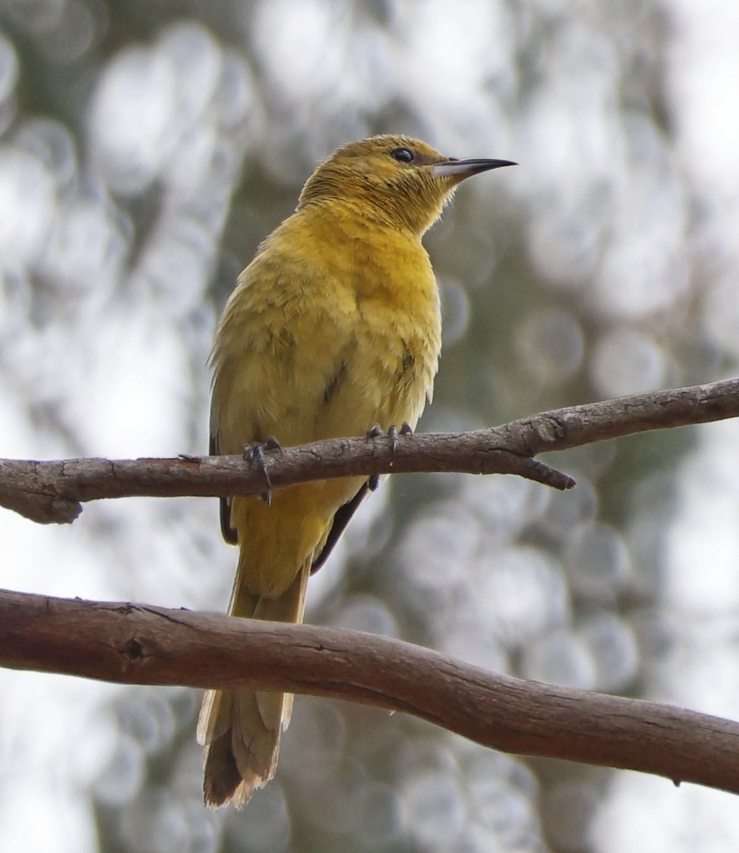 Hooded Oriole - Diane Etchison