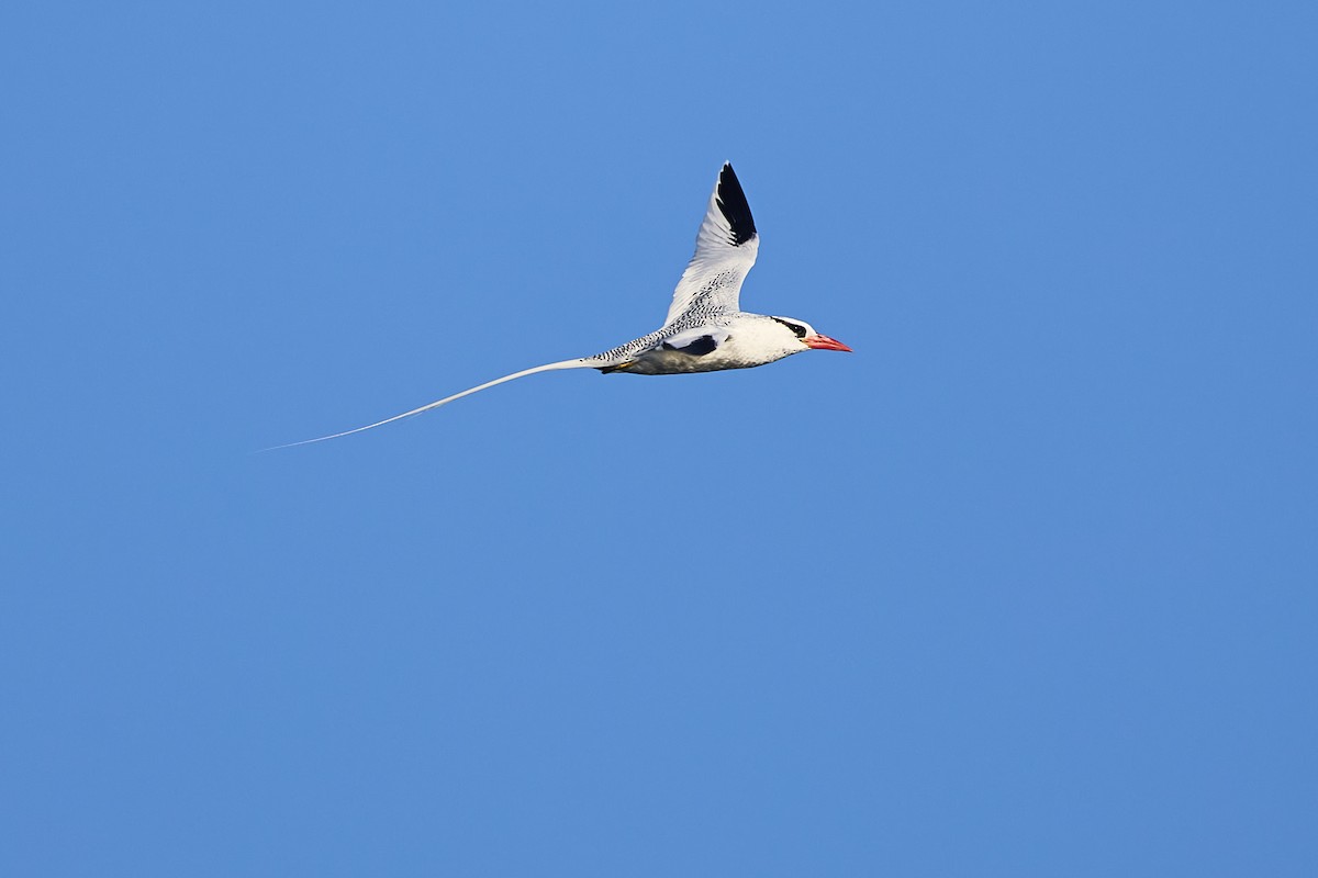 Red-billed Tropicbird - Mark Stackhouse