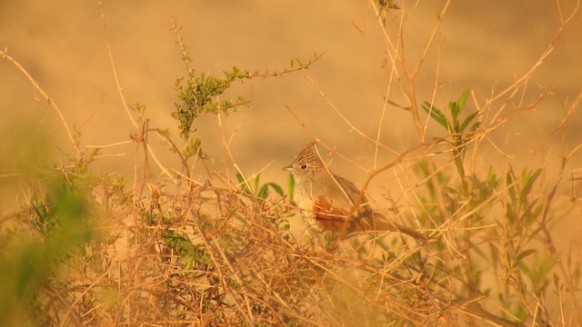 Crested Gallito - ML619551163