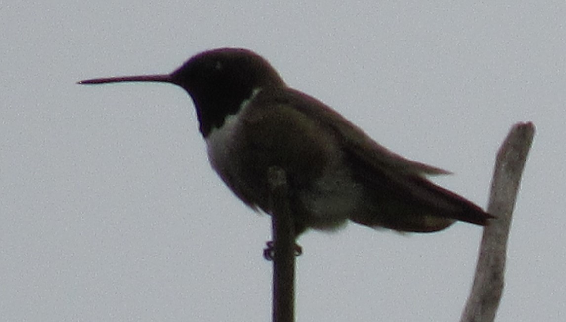 Black-chinned Hummingbird - Twylabird Jean